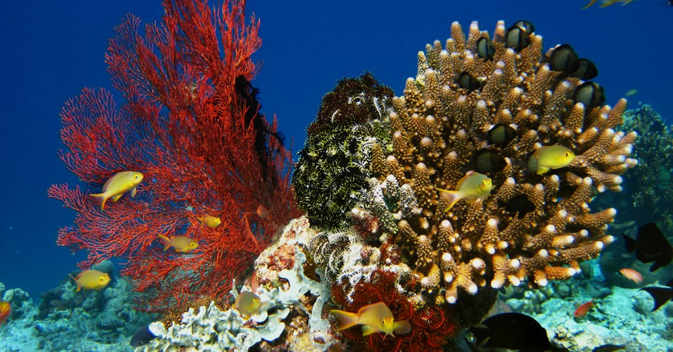 Orion Expedition Cruises