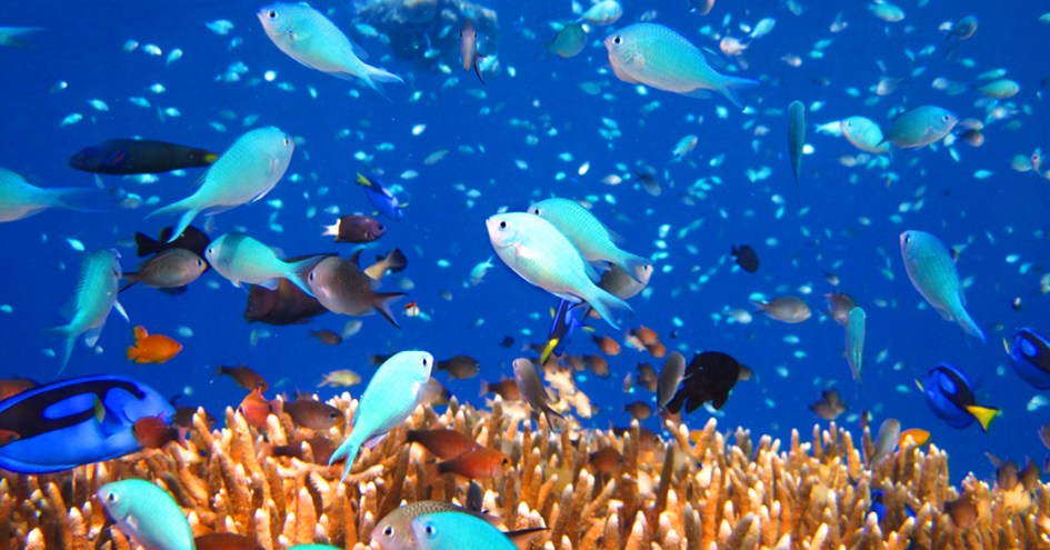 Orion Expedition Cruises