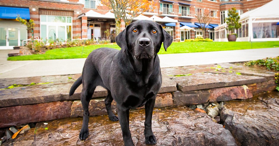 Woodmark Hotel, Yacht Club & Spa