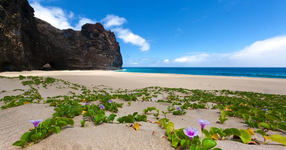 Exotic Estates International