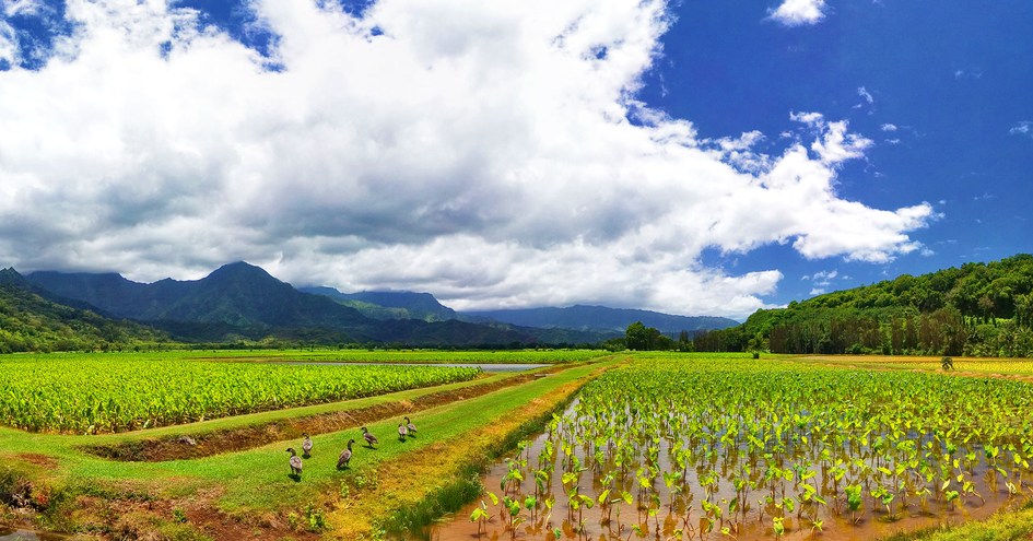 Exotic Estates International