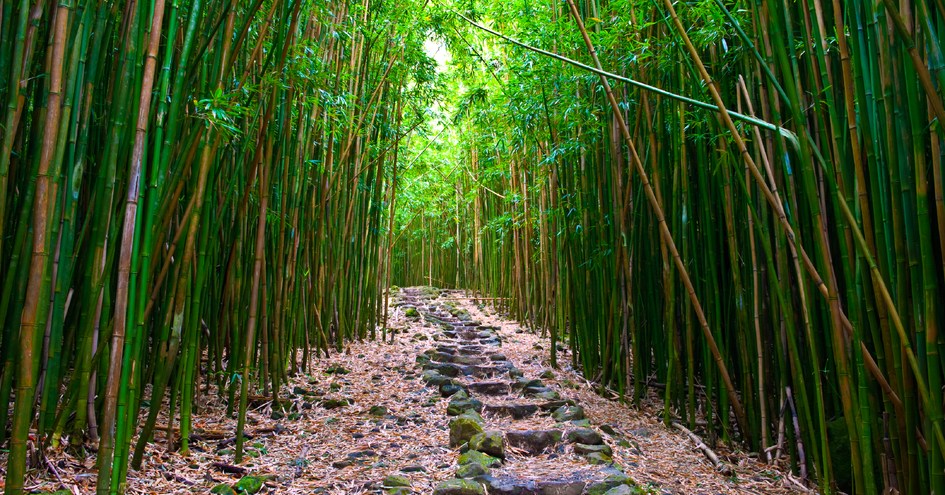 Exotic Estates International