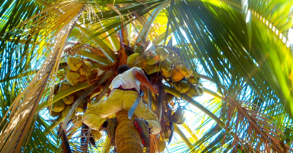 The Resort at Isla Palenque