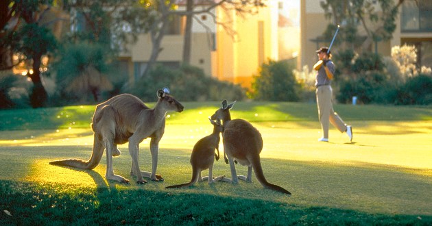 Connolly, Australia,Joondalup Resort