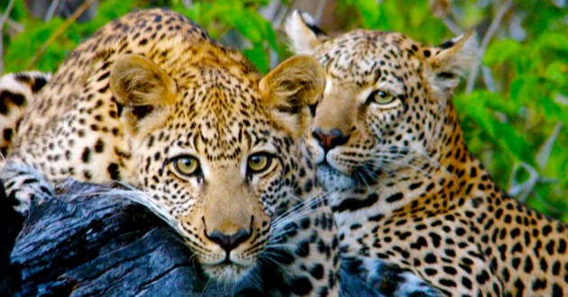 Botswana Fly In Safari, a Luxury Link Exclusive