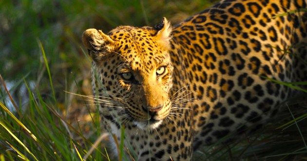 Botswana Fly In Safari, a Luxury Link Exclusive