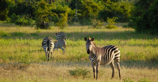 Untamed Zambia, a Luxury Link Exclusive