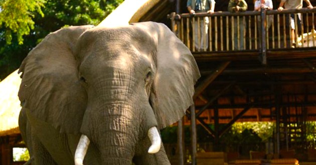 Untamed Zambia, a Luxury Link Exclusive