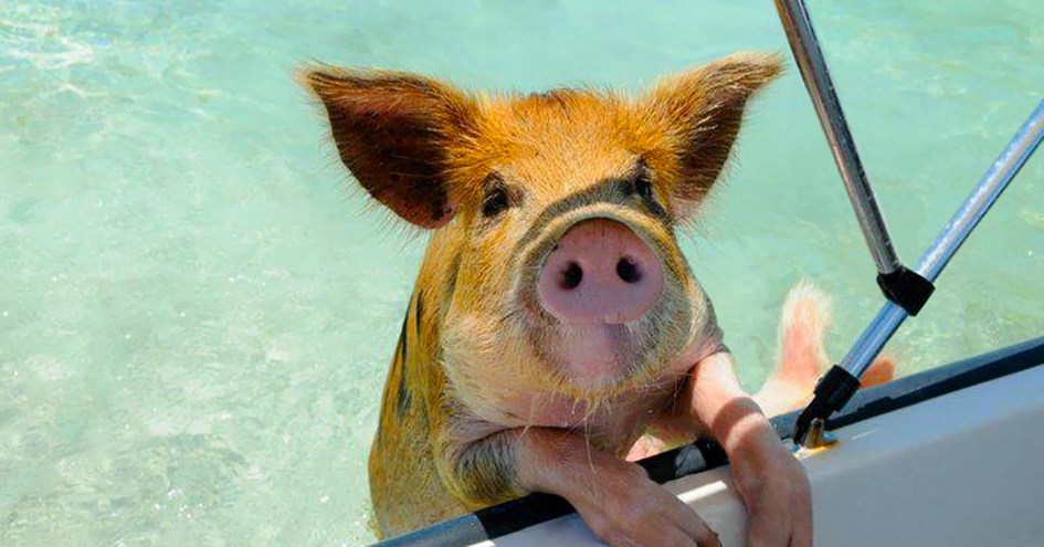 Grand Isle Resort & Spa