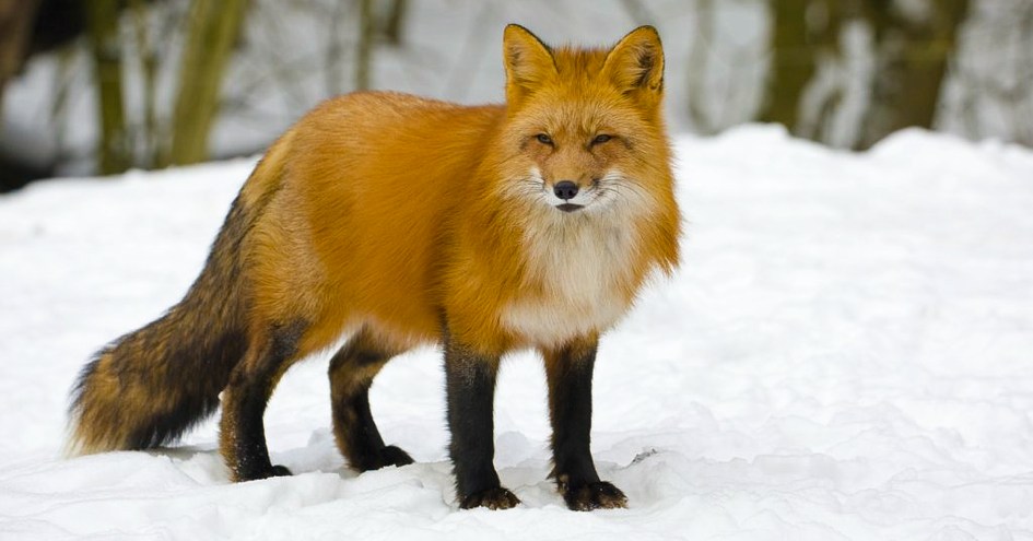 Teton Mountain Lodge and Spa