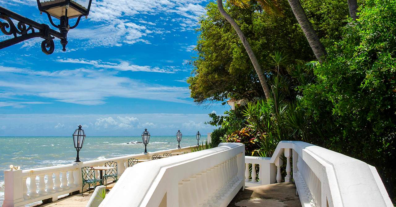 Horned Dorset Primavera