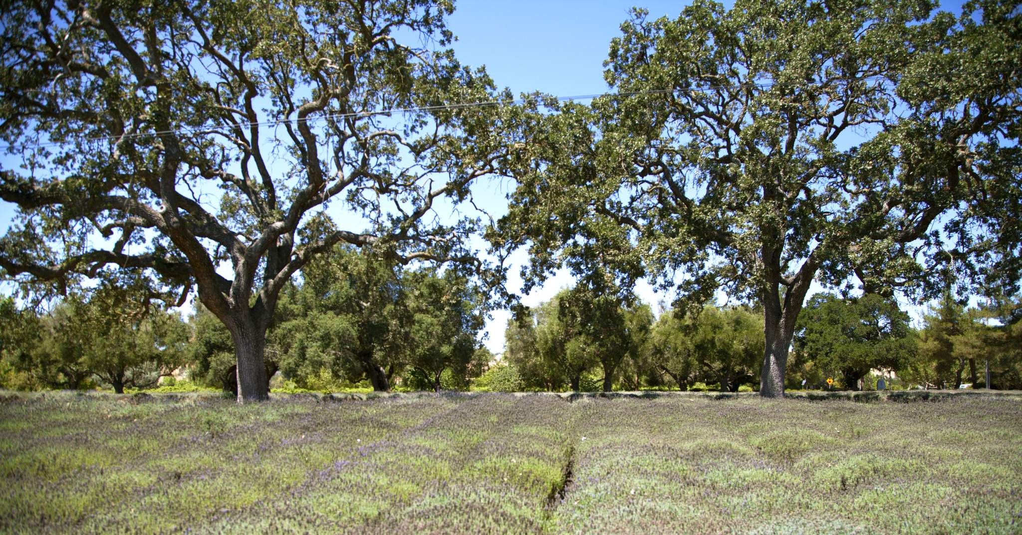 The Ballard Inn & Restaurant