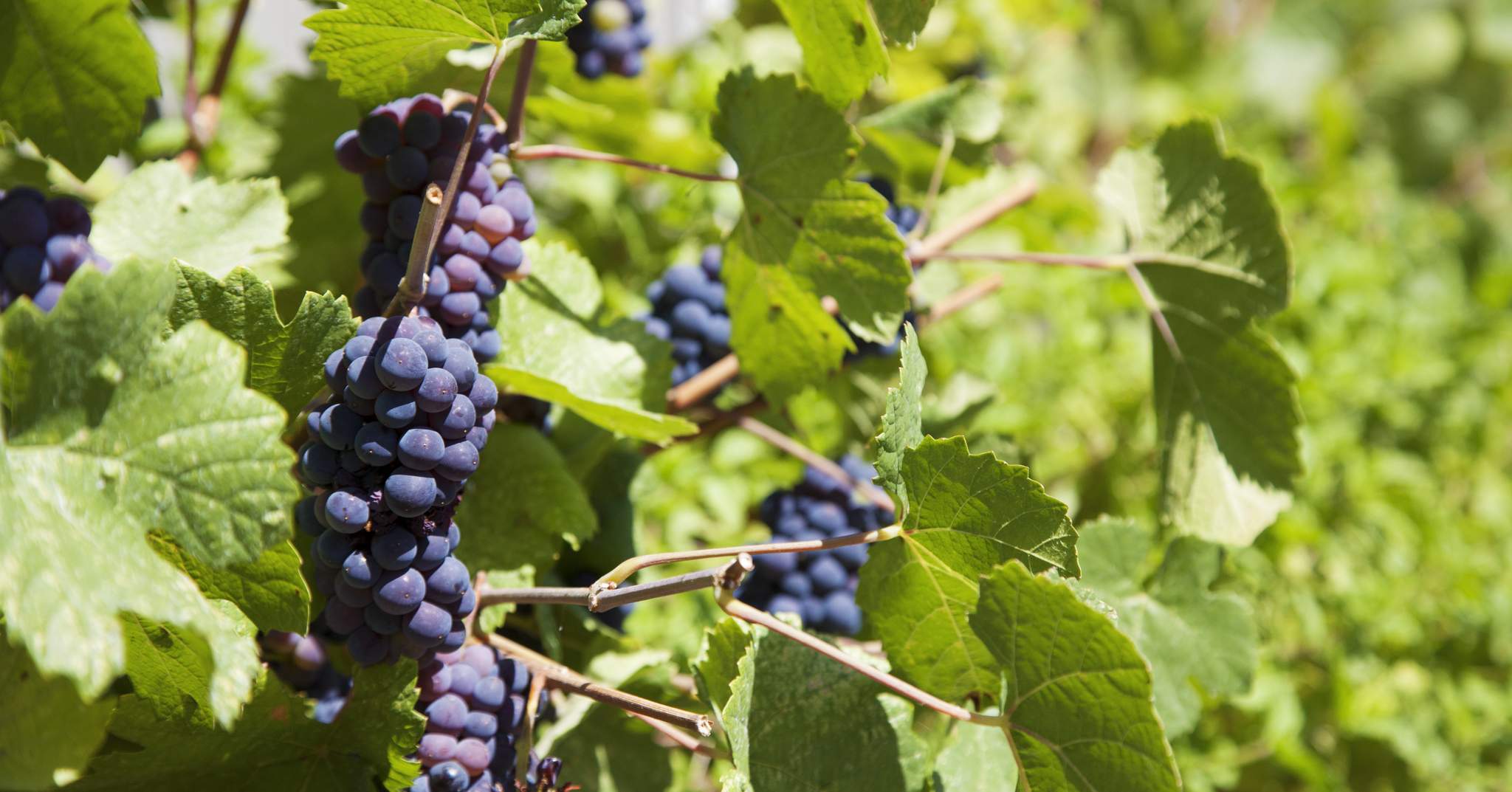 The Ballard Inn & Restaurant