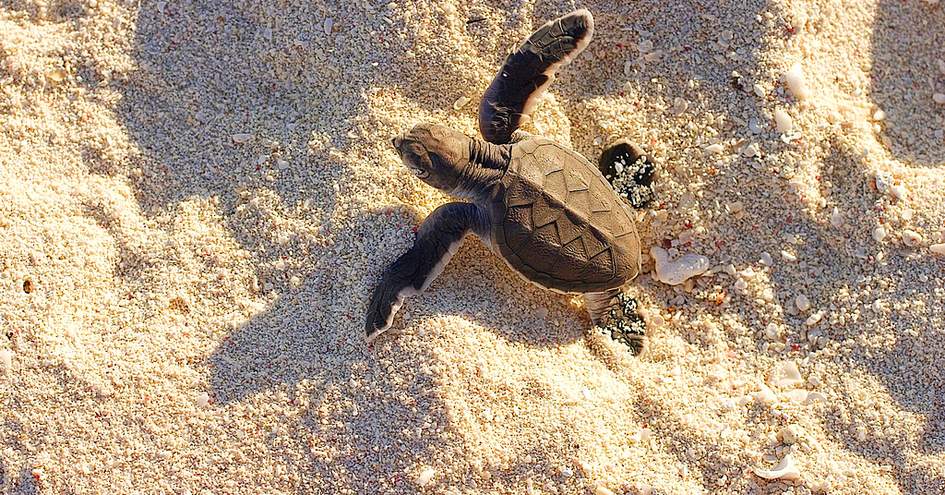 Aqua Wellness Resort