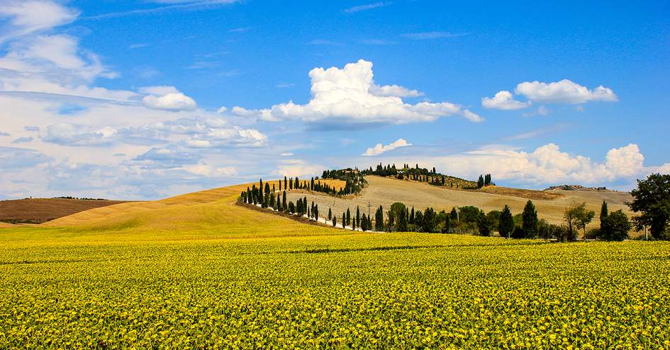 duvine tours