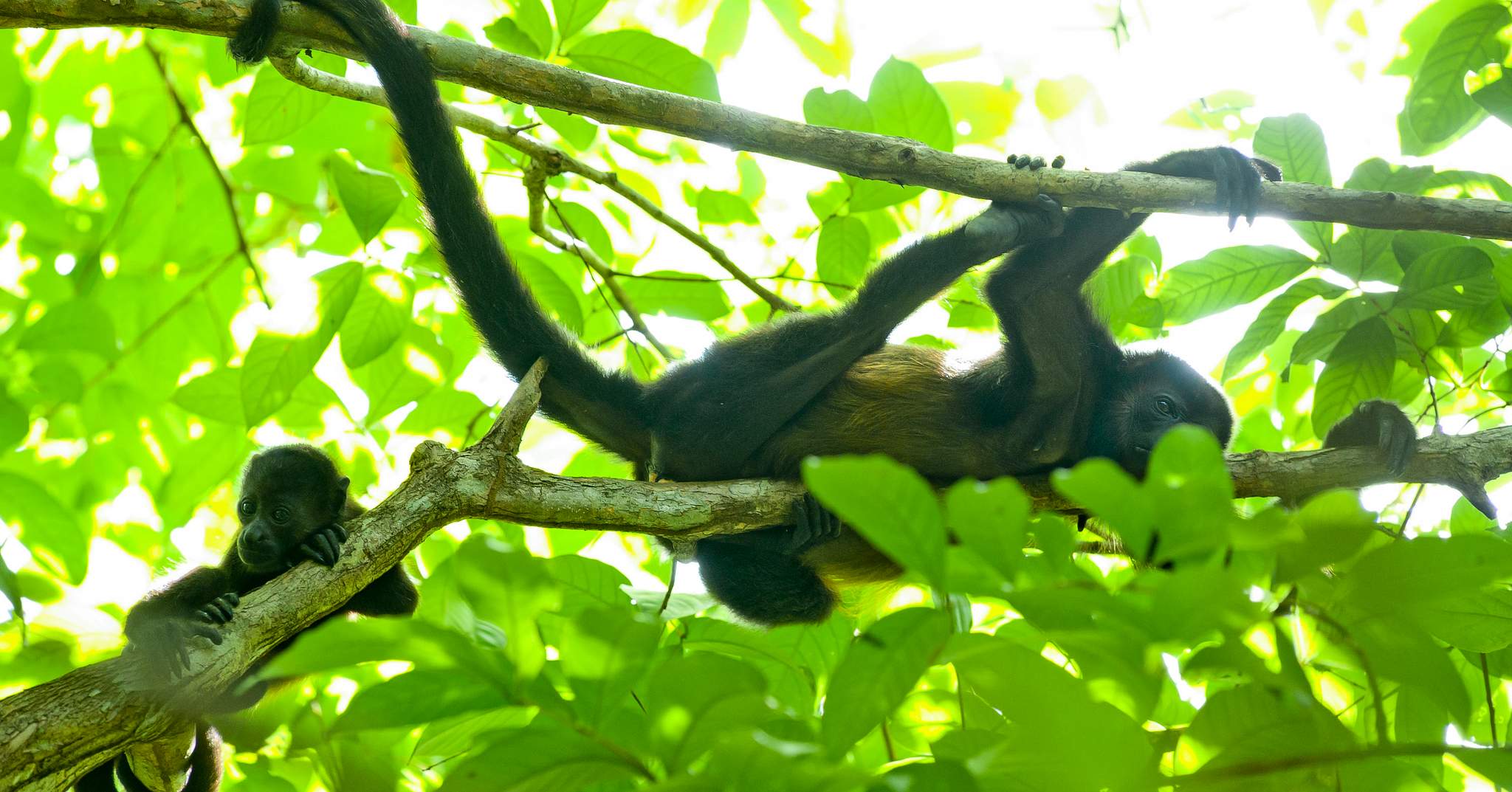 Hotel Punta Islita, Autograph Collection