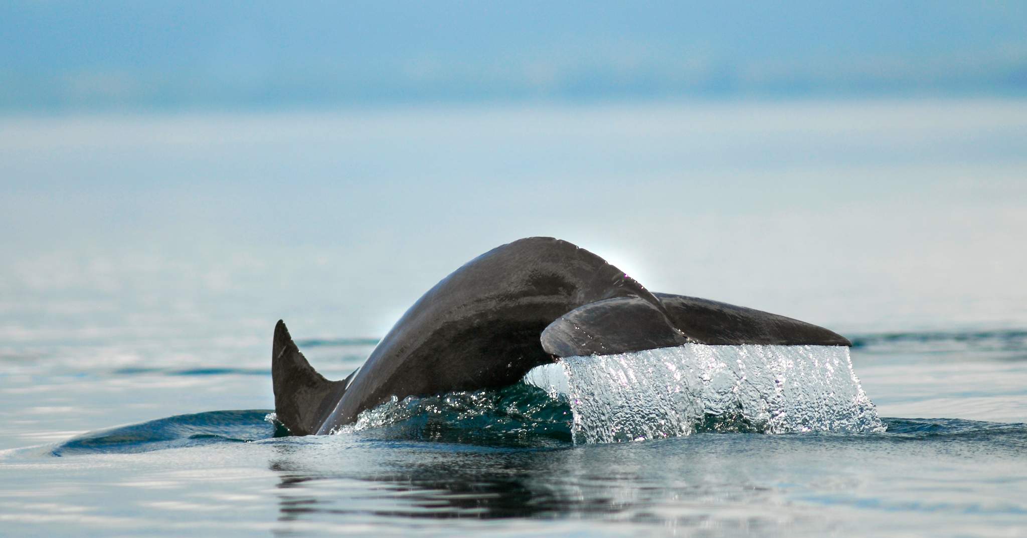 Playa Nicuesa Rainforest Lodge