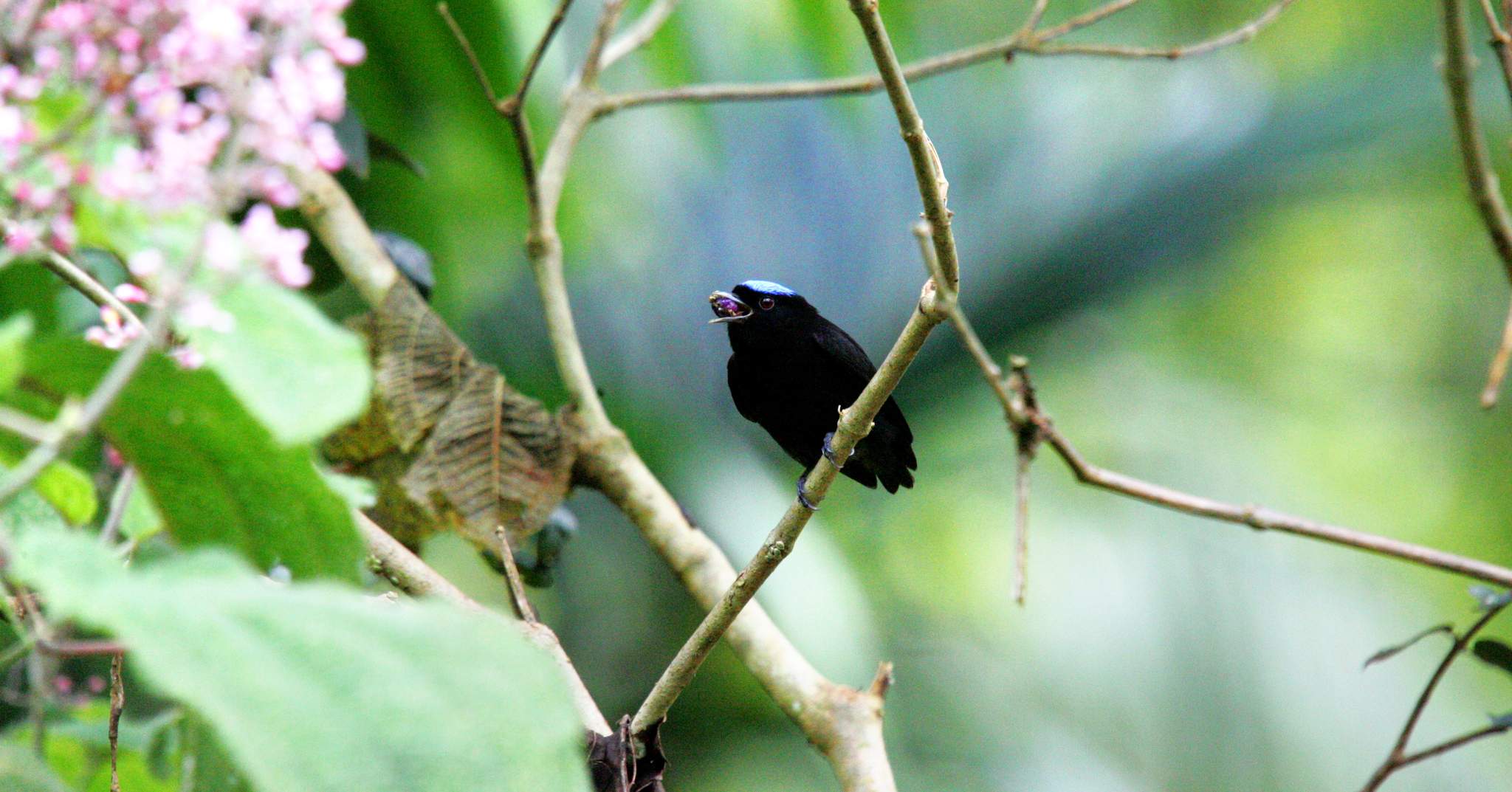 Playa Nicuesa Rainforest Lodge