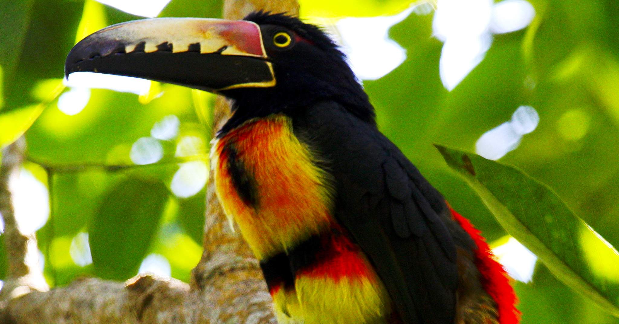 The Lodge at Pico Bonito