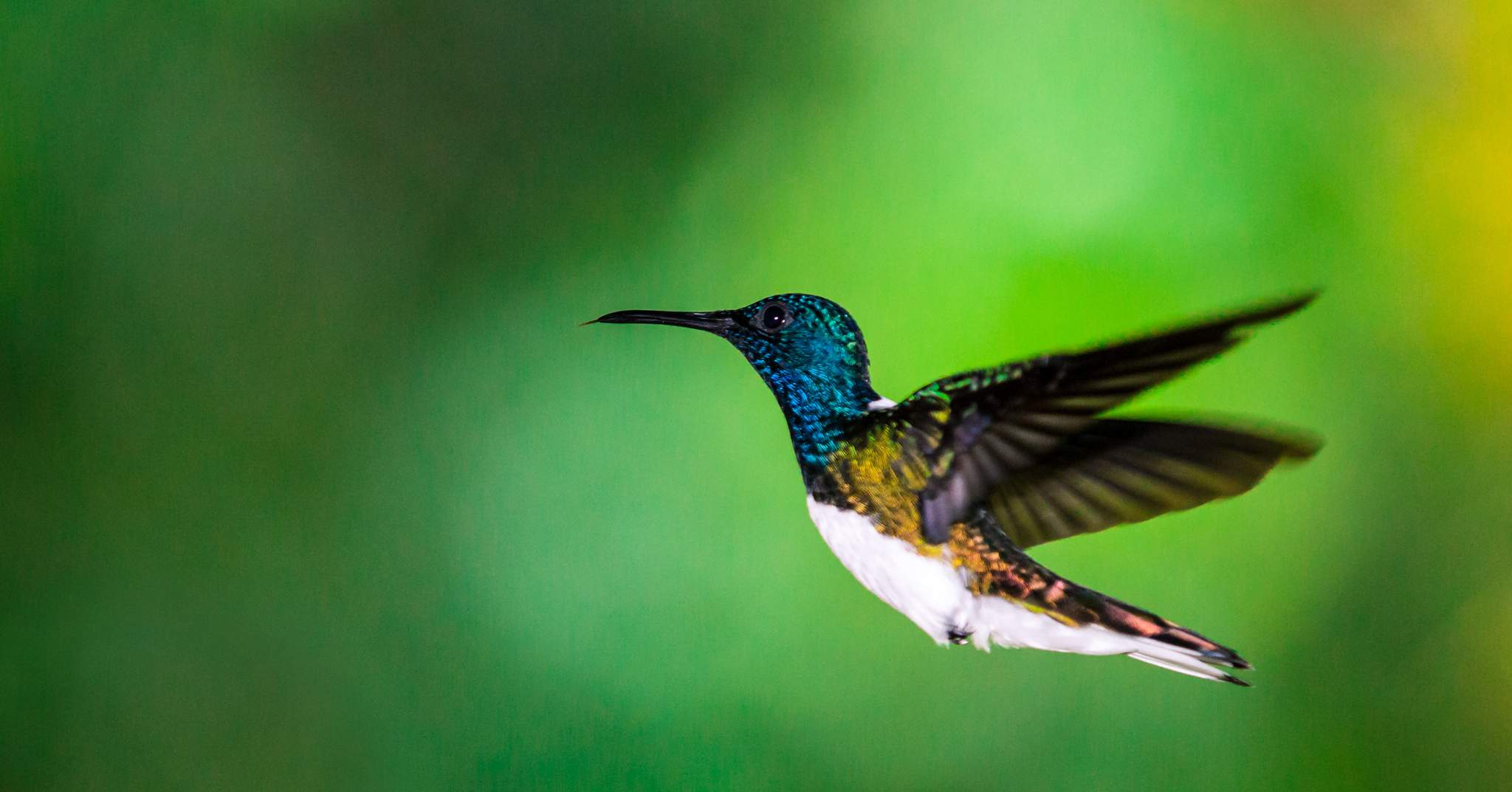 The Lodge at Pico Bonito