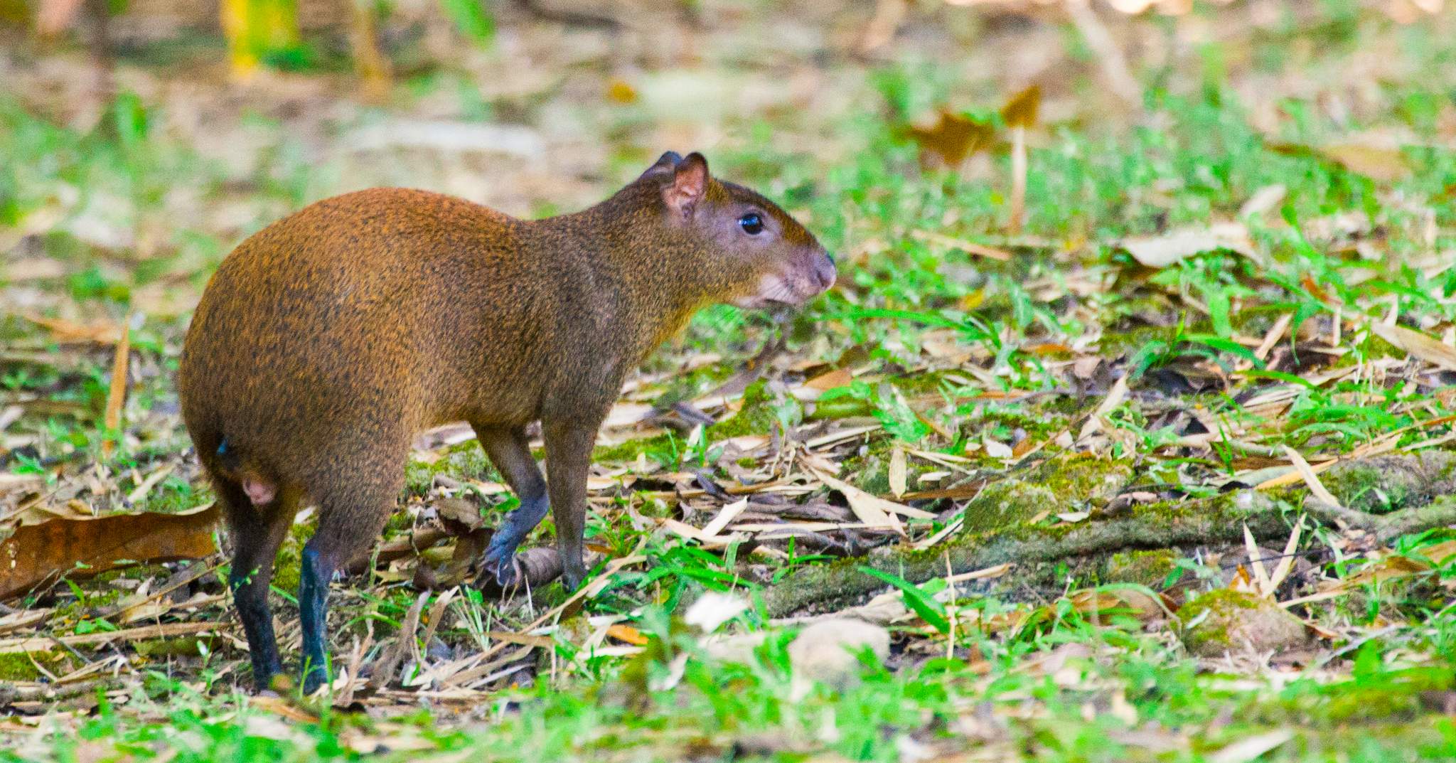 The Lodge at Pico Bonito
