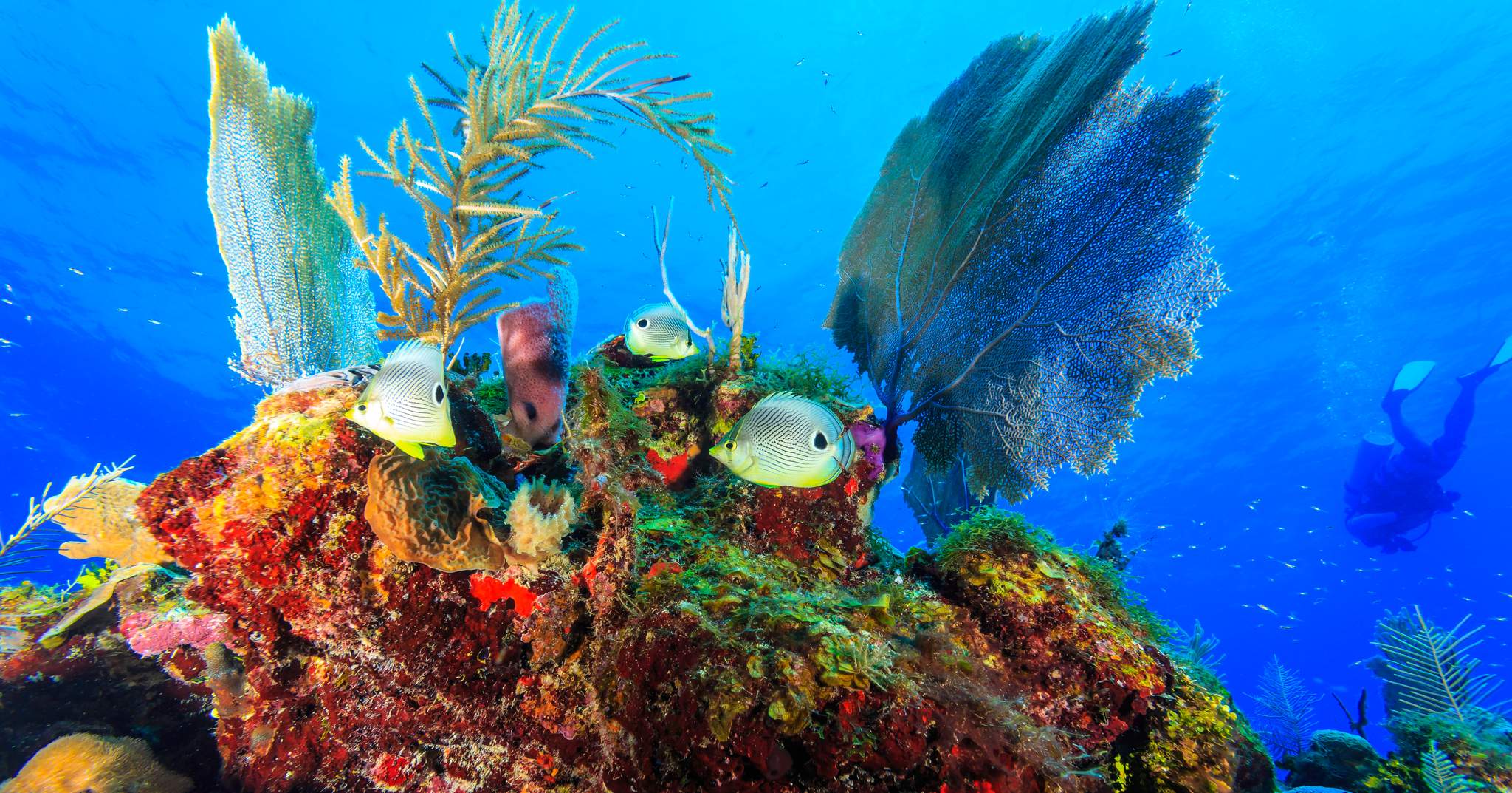 St. George's Caye Resort