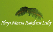 Playa Nicuesa Rainforest Lodge Playa Nicuesa Rainforest Lodge