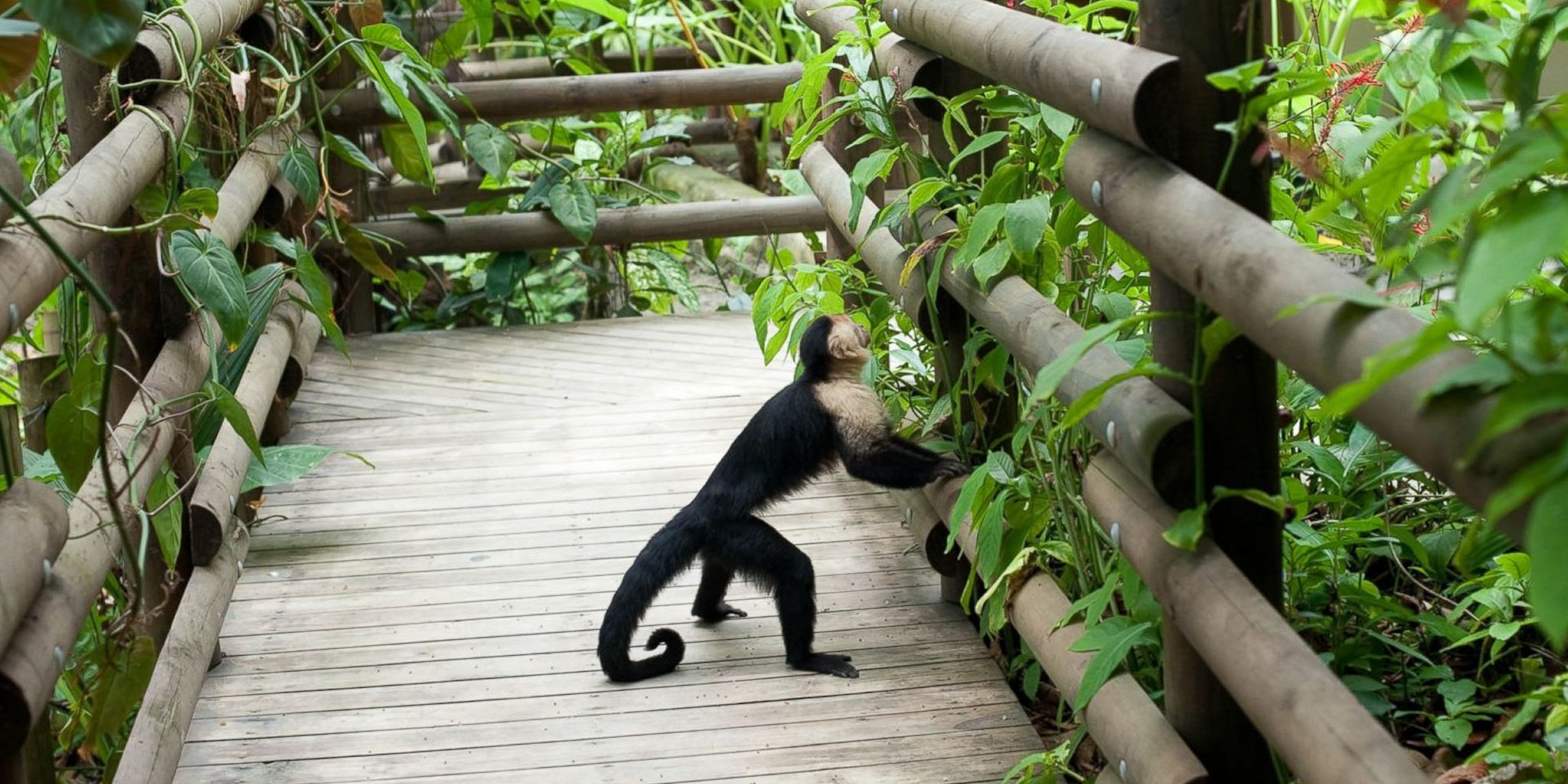 Arenas del Mar Beachfront & Rainforest Resort