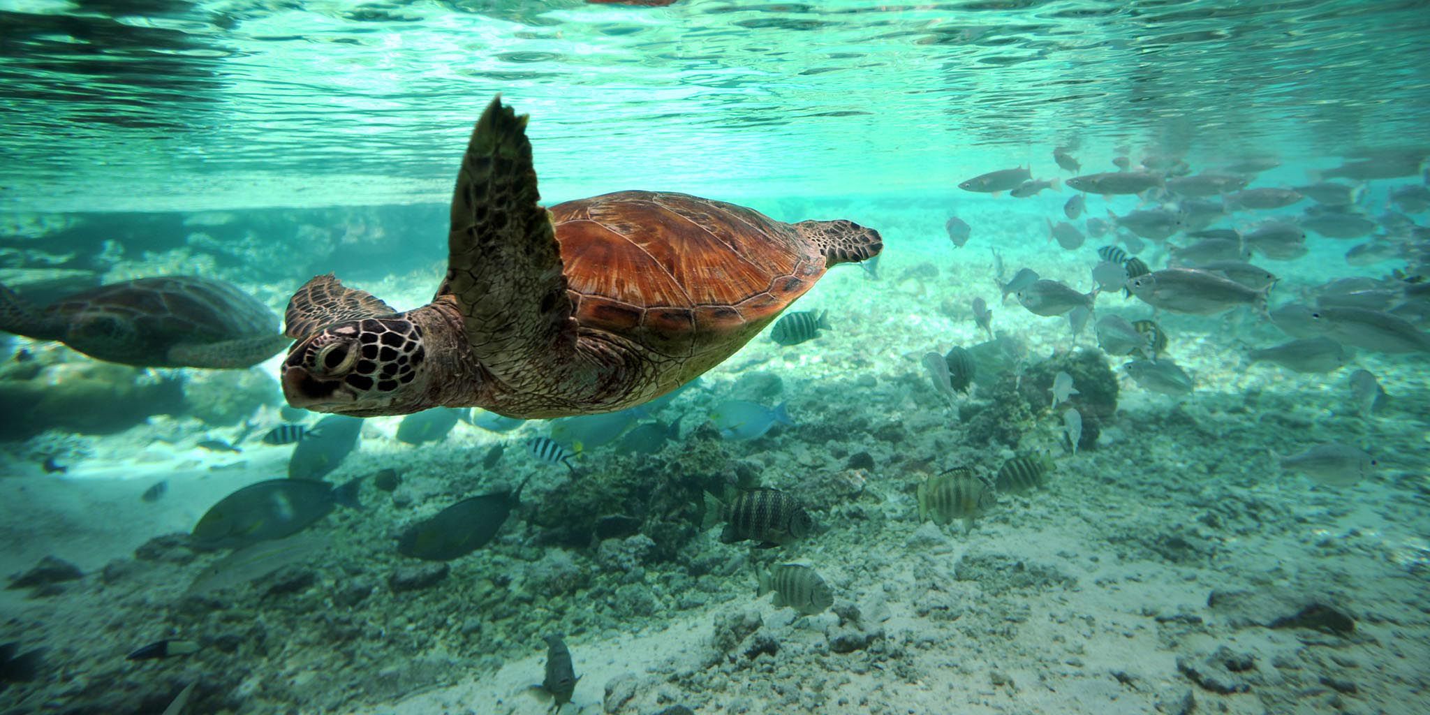 Le Meridien Bora Bora