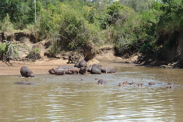 Royal Mara Safari Lodge