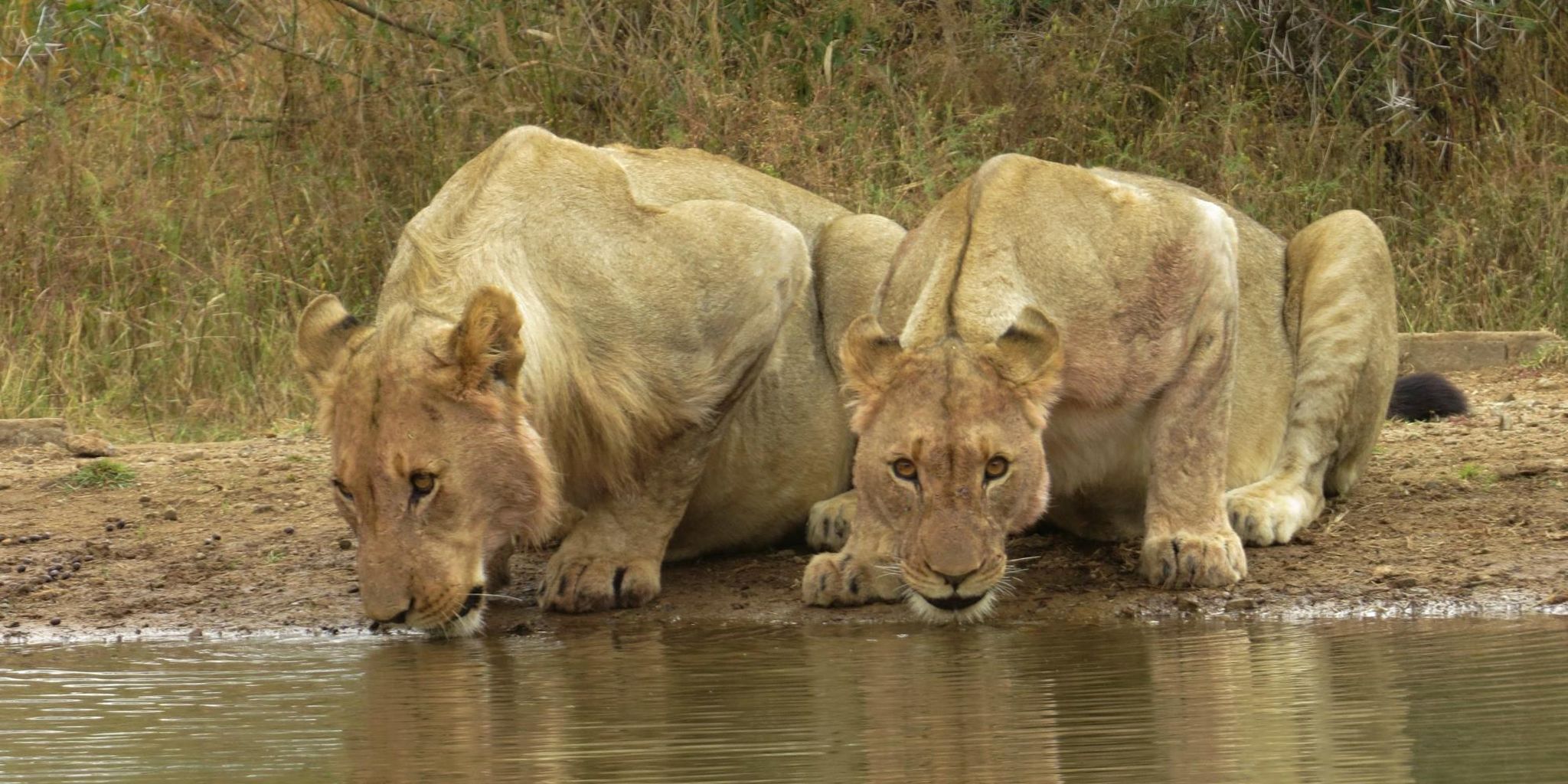 Kwa Maritane Bush Lodge