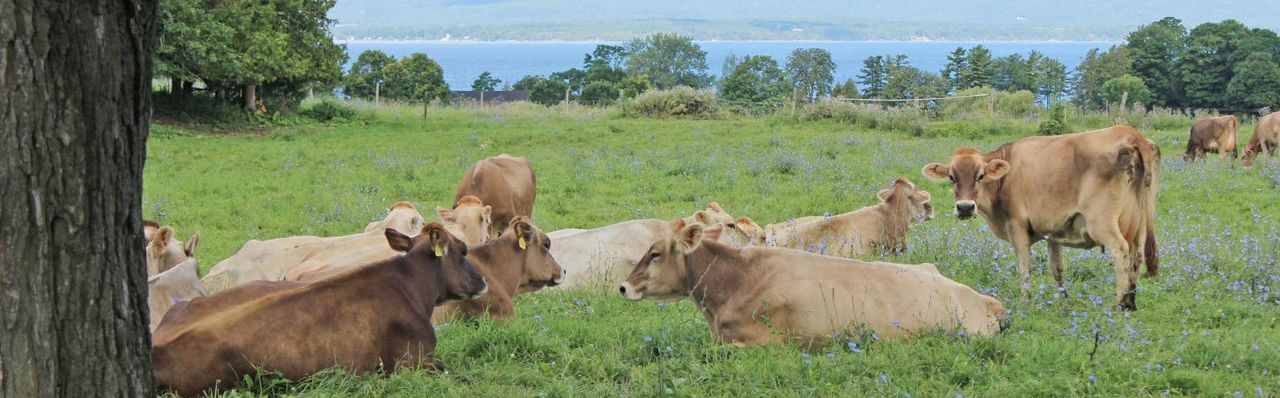 Inn at Shelburne Farms