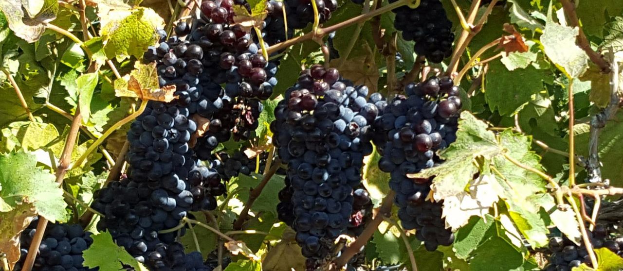 SageCliffe Resort & Spa