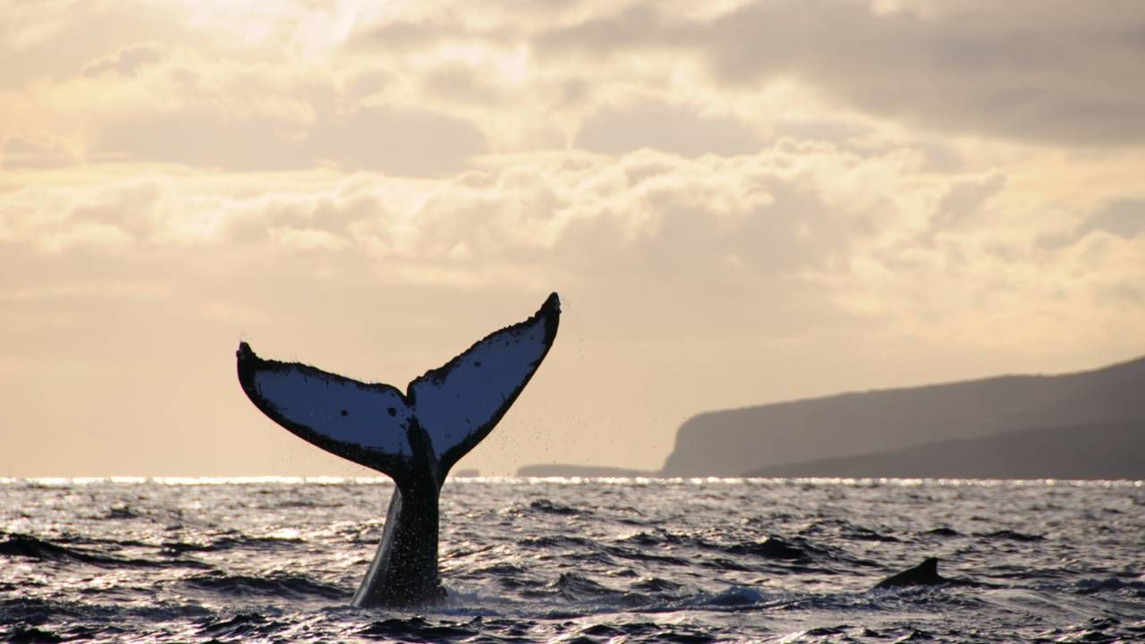 Four Seasons Resort Lanai at Koele