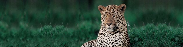 South Africa,Londolozi Private Game Reserve