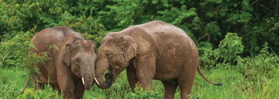 Four Seasons Tented Camp Golden Triangle