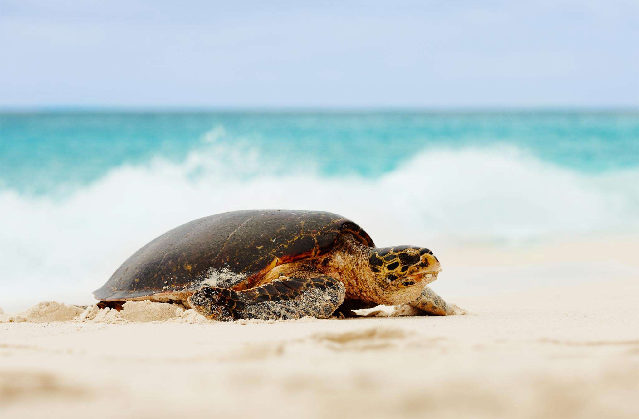 Fregate Island Private