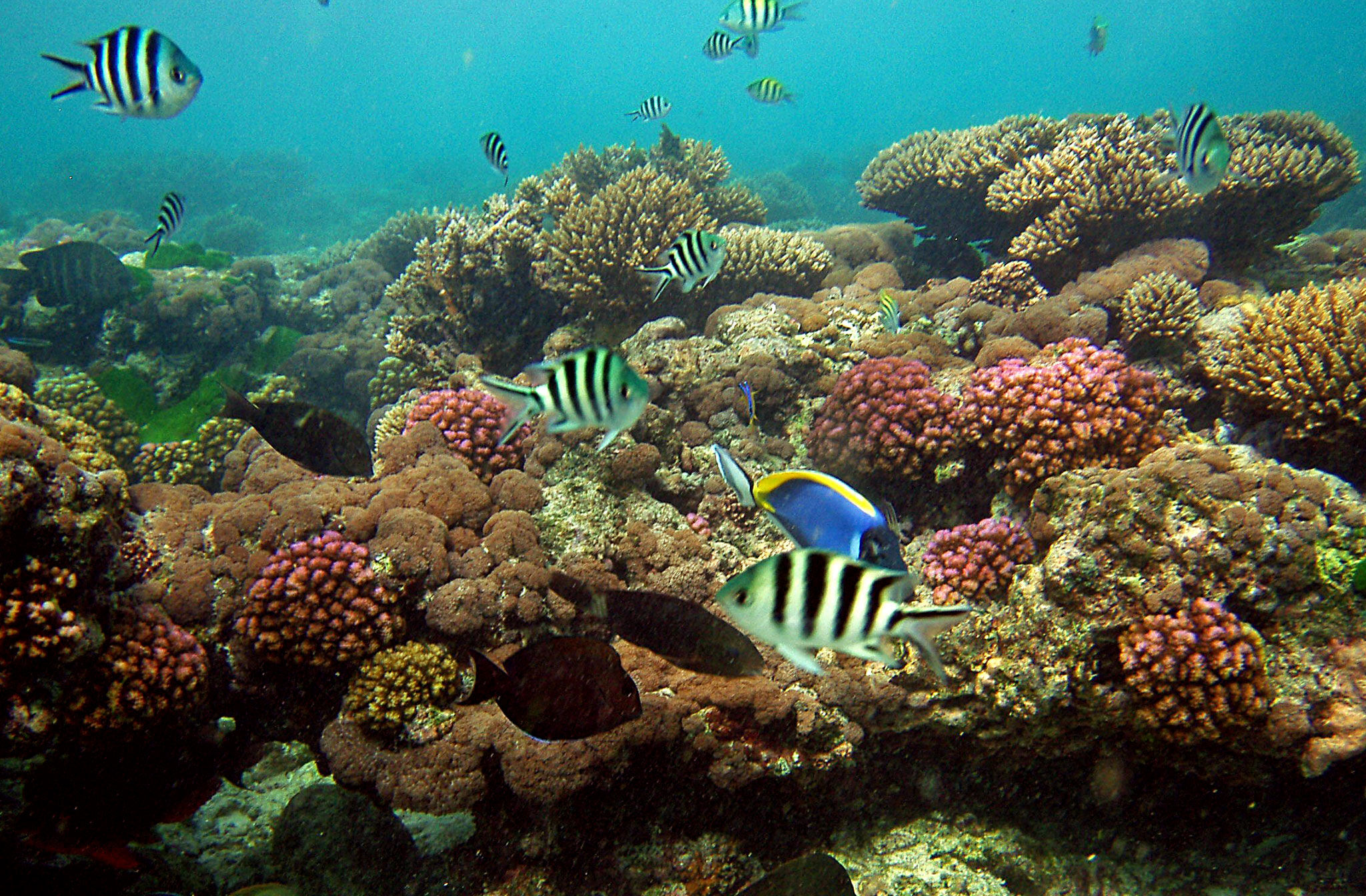 Fregate Island Private