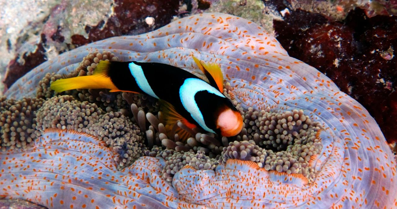 Ratua Private Island