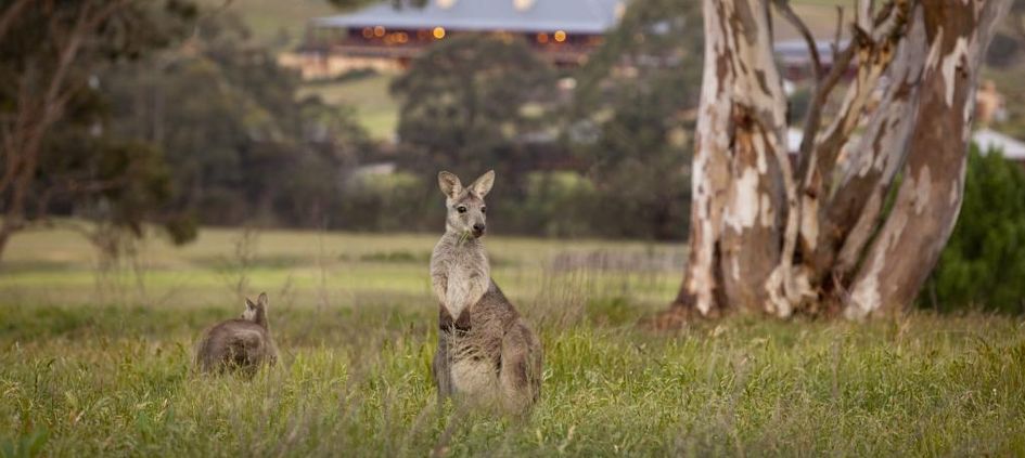 Emirates One&Only Wolgan Valley