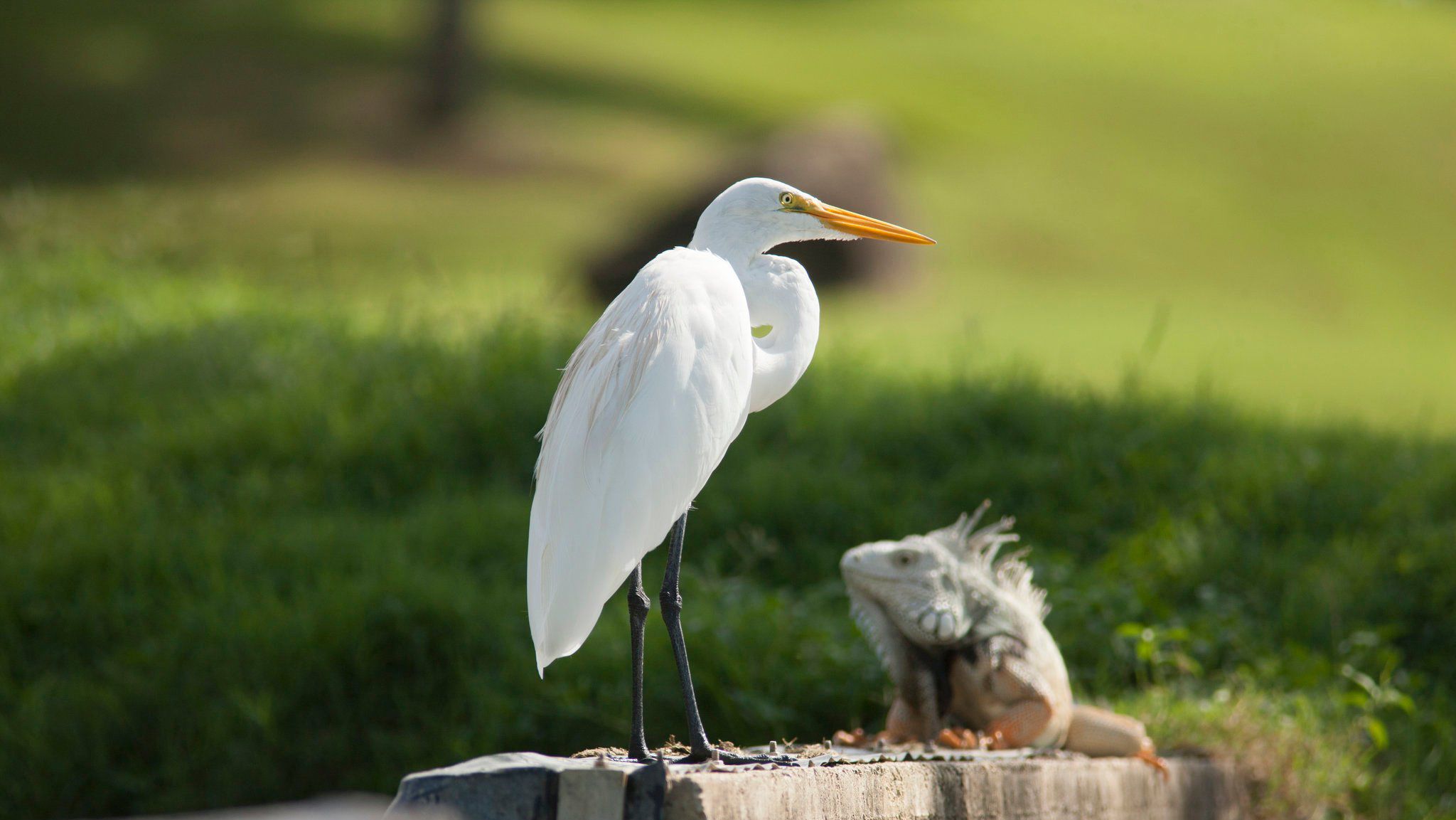 El Conquistador Resort