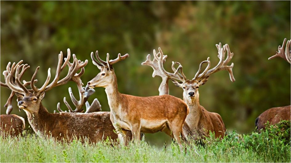 Treetops Lodge & Estate