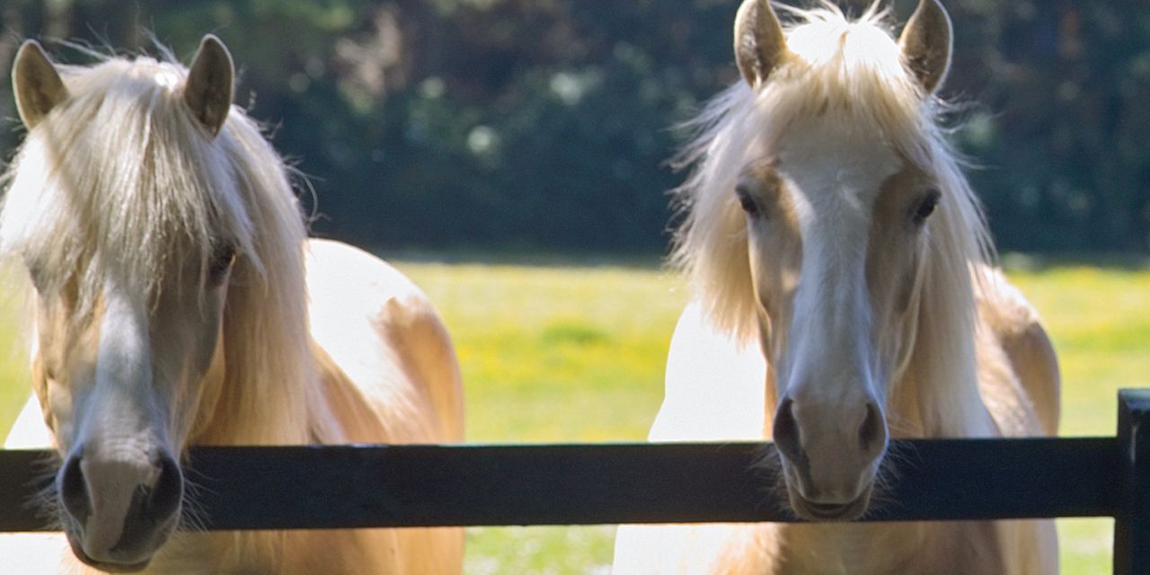 The Europe Hotel & Resort