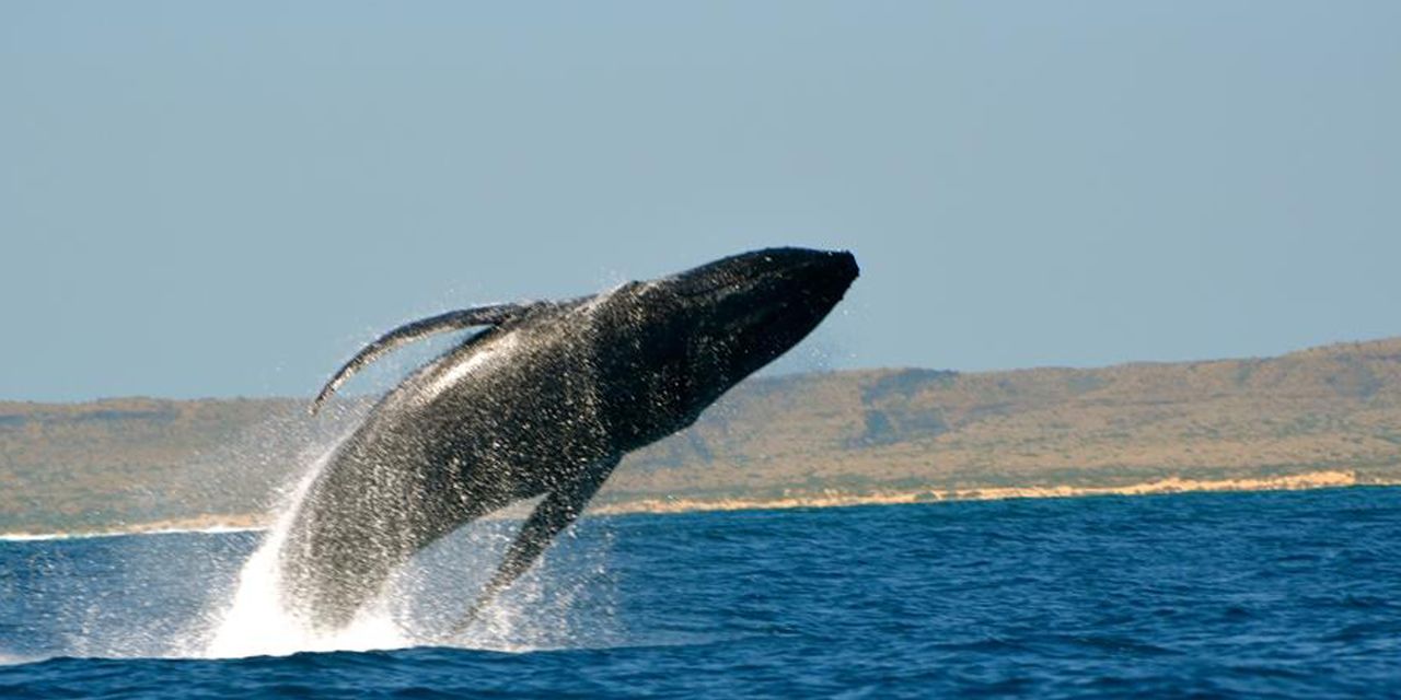 Sal Salis Ningaloo Reef