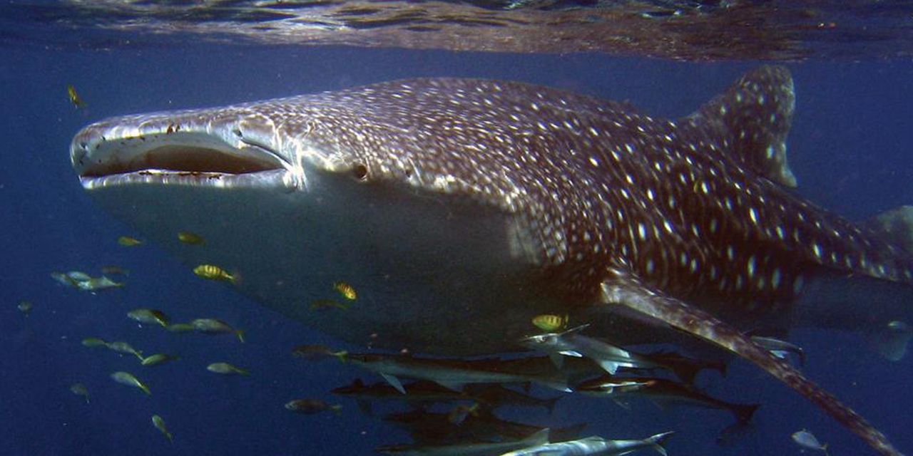 Sal Salis Ningaloo Reef