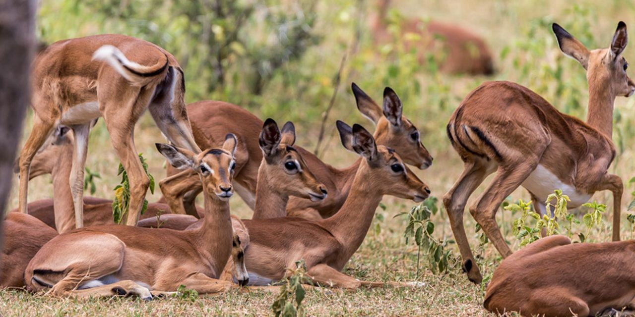 Thandeka Game Lodge & Spa
