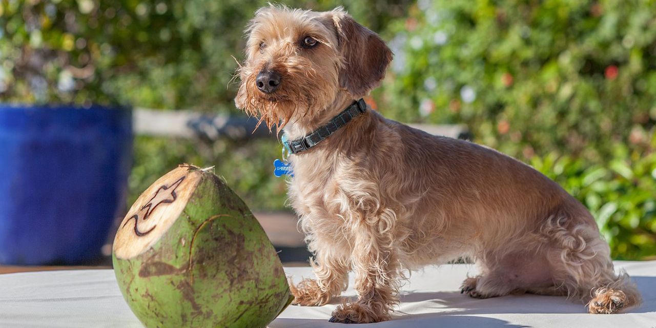 Pousada Estrela D'Agua