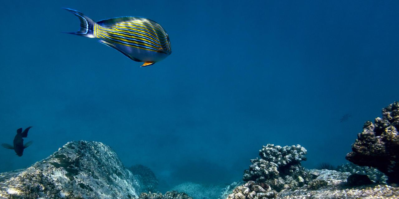 Six Senses Zil Pasyon