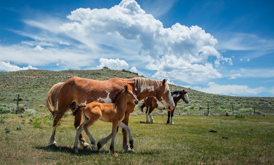The Lodge and Spa at Brush Creek Ranch