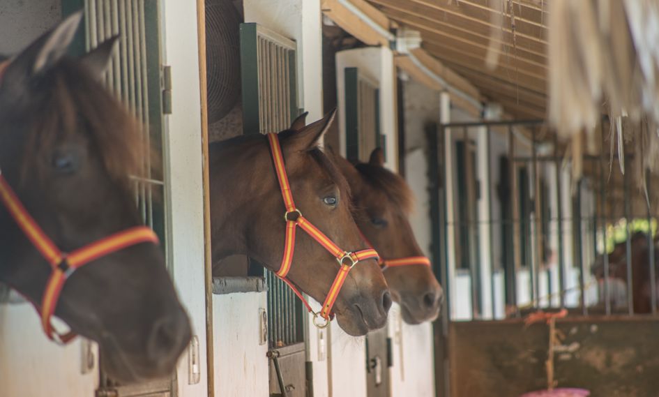 Hotel Casa Hemingway